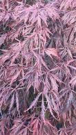 Acer Palmatum Dissectum Garnet Specimen Tree, Japanese Acers, London UK - for sale, nationwide delivery UK.