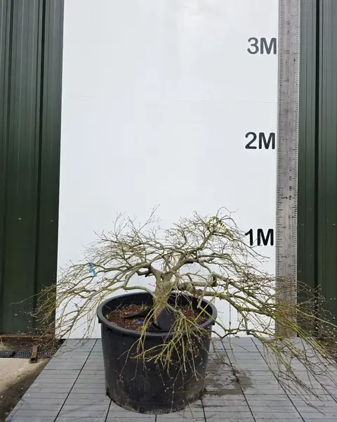 Acer Palmatum Dissectum Green Lace 5250 - £4000 Mature Japanese Tree