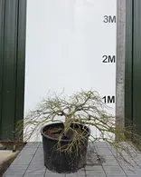 Acer Palmatum Dissectum Green Lace 5250 - £4000 Mature Japanese Tree