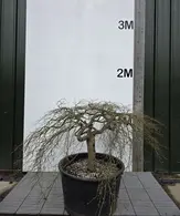 Acer Palmatum Dissectum Green Lace 5251 - £4000 Mature Japanese Cloud Tree