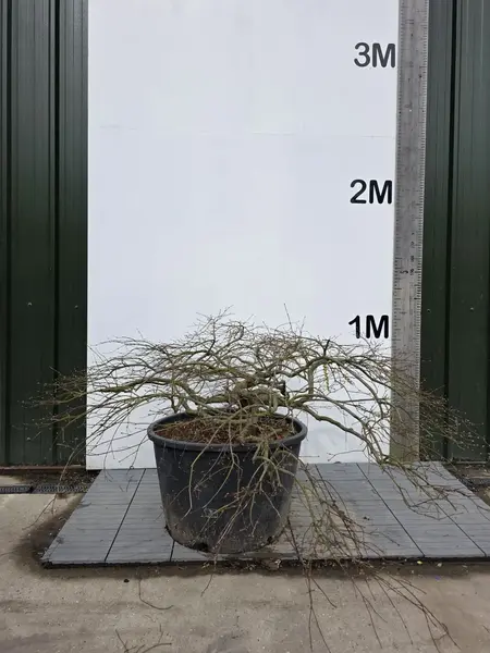 Acer Palmatum Dissectum Green Lace 5252 - £4000 Mature Japanese Cloud Tree