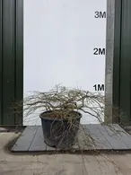 Acer Palmatum Dissectum Green Lace 5252 - £4000 Mature Japanese Cloud Tree