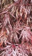 Acer Palmatum Dissectum Inaba Shidare a Japanese maple tree with beautiful foliage for sale at our London garden centre. UK delivery.