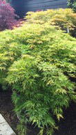 Acer Palmatum Dissectum, Acer Specialists, London Acer Plant centre - We sell online.