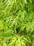 Acer palmatum Emerald Lace with delicate green foliage