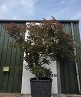 Acer Palmatum Fireglow 5257 - £12500 Mature Japanese Maple Tree