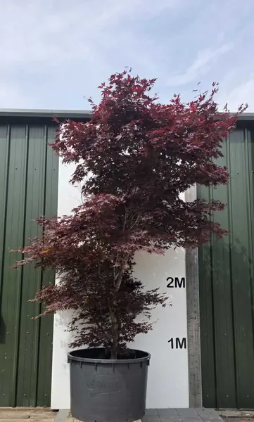 Acer Palmatum Fireglow 5259 - £12500 Mature Japanese Maple Tree