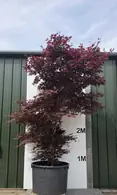 Acer Palmatum Fireglow 5259 - £12500 Mature Japanese Maple Tree