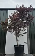 Acer Palmatum Fireglow 5265 - £2400 Mature Japanese Maple Tree