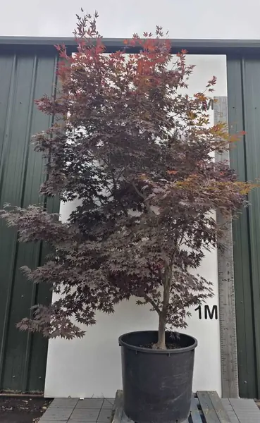 Acer Palmatum Fireglow 5266 - £2400 Mature Japanese Maple Tree