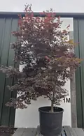 Acer Palmatum Fireglow 5266 - £2400 Mature Japanese Maple Tree