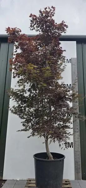 Acer Palmatum Fireglow 5267 - £2500 Mature Japanese Maple Tree