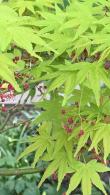 Acer Palmatum Going Green Japanese Maple for Sale Online UK