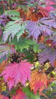 Acer Palmatum Japonicum Aconitifolium, Acers, UK 