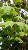 Acer Japonicum Vitifolium, Acers for sale UK