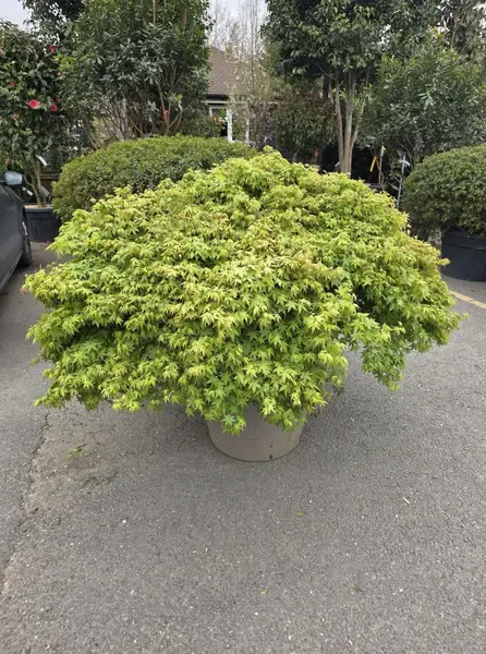 Acer Palmatum Kiyohime 5253 - £3500 Mature Unique Maple Tree