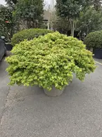 Acer Palmatum Kiyohime 5253 - £3500 Mature Unique Maple Tree