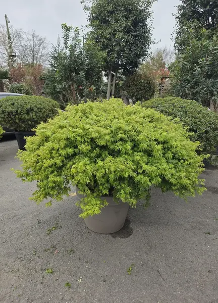 Acer Palmatum Kiyohime 5254- £3500 Mature Unique Maple Tree