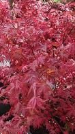 Acer Palmatum Little Red Japanese Maple, excellent small Japanese Acer variety with fiery red foliage and a nice compact shape to max height of just 2.5M tall