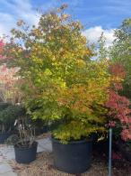 Mature and unique Acer Palmatum Masu Kagami tree, buy this exact tree online, UK delivery