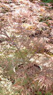 Acer Palmatum Ornatum, Japanese Acer, Acer Specialists London UK. Our acers are available to buy online UK.