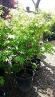 Acer Palmatum Osakazuki, Acer Specialists, London Nursery UK - for sale online with nationwide delivery UK.