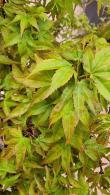 Acer Palmatum Oto Hime Dwarf Japanese Maple Variety