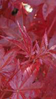 Acer Palmatum Red Emperor or Japanese Maple Red Emperor