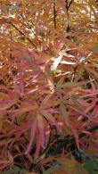 Acer Palmatum Red Pygmy, Japanese Acers UK