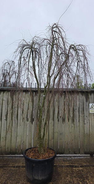 Acer palmatum Ryusen 5249 - £3950.00 Mature Japanese Cloud Tree