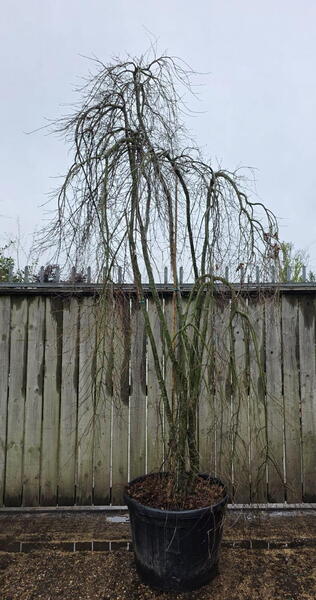 Acer palmatum Ryusen 5248 - £3950.00 Mature Japanese Cloud Tree