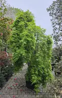 Acer palmatum Ryusen 5248 - £3950.00 Mature Japanese Tree