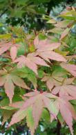 Beautiful Acer Palmatum Sango Kaku trees, many sizes and shapes to choose from, excellent quality at great prices, buy online UK delivery.