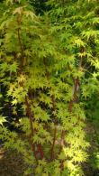 Beautiful Acer Palmatum Sango Kaku trees, many sizes and shapes to choose from, excellent quality at great prices, buy online UK delivery.