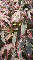 Acer Palmatum Shirazz, a new variety of variegated Acer or Japanese Maple (common name Gwen’s Rose Delight)