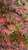 Acer Palmatum Skeeters Broom Japanese Maple, a very pretty dwarf red-leaved variety reaching max 2 metres tall and with striking red foliage colour. 