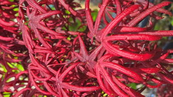 Acer palmatum Starfish Japanese Maple with deep red curled lobed leaves
