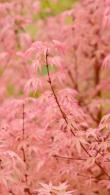 Acer Palmatum Taylor is a spectacular Japanese Acer, a small and compact tree, the foliage has bright pink and green lobed leaves, buy UK.