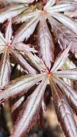 To buy Acer Palmatum Trompenburg, Acer Specialists, London Plant Centre