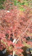 To buy Acer Palmatum Trompenburg, Acer Specialists, London Plant Centre
