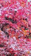 Acer Palmatum Twomblys Red Sentinel