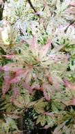 Acer Palmatum Ukigumo is a rare variety of variegated Acer - mature trees for sale UK
