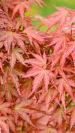 Acer Palmatum Wilsons Pink Dwarf Japanese Maple Buy Online
