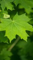 Acer Platanoides Emerald Queen, a Norway Maple cultivar with a very upright habit & glossy dark green leaves.