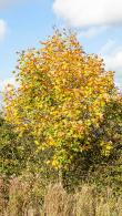 Acer Platanoides Deborah is also known as Norway Maple Deborah, fabulous foliage colour. We stock Mature Trees to buy online UK delivery,