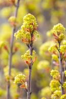 Acer Platanoides Globosum or Mop Head Maple Tree for Sale UK