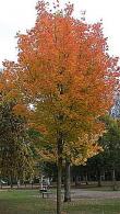 Acer Platanoides or Norway Maple tree, fast growing with fabulous Autumn foliage colours. Great value, quality specimens for sale online with UK delivery.