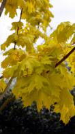 Acer Platanoides Princeton Gold Norway Maple, a fast growing deciduous tree with a broadly columnar habit. Red petioles and bright yellow golden foliage.