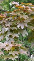 Acer Platanoides Royal Red, Norway Maple trees a medium sized tree with beautiful deep purple foliage - good quality specimens for sale online UK.