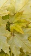 Acer Pseudoplatanus Brilliantissimum Sycamore Tree for sale online with UK delivery.